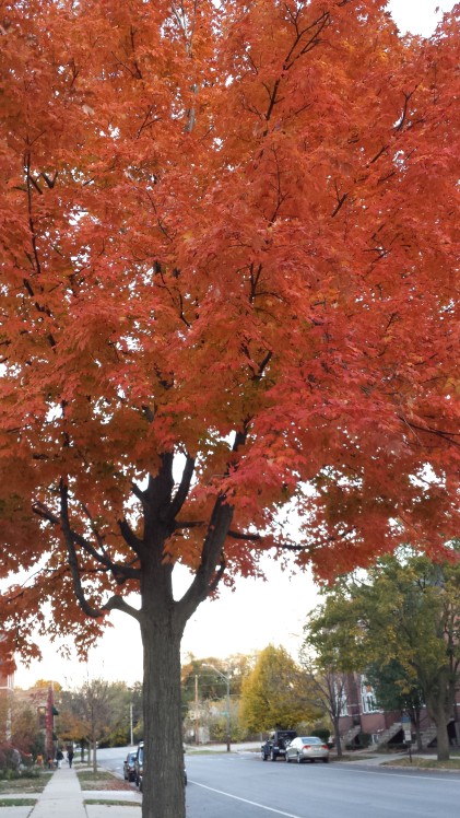 Another flaming maple shows off her brilliance.