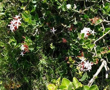 2-3 jasmine flowers