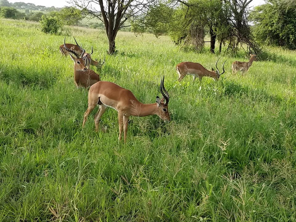 2-5 male impalas