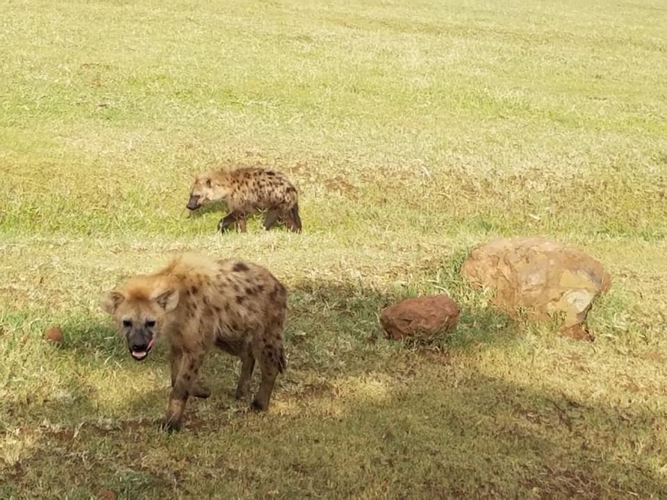 2-7 hyenas