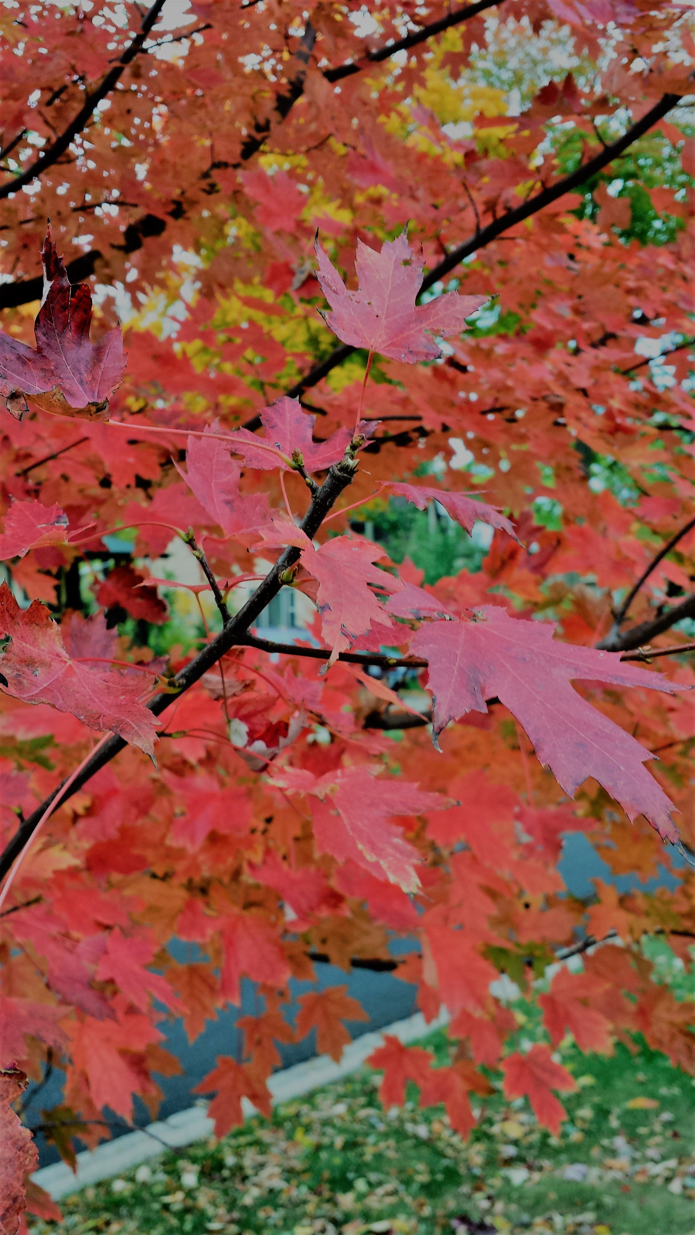 Close-up maple leaves