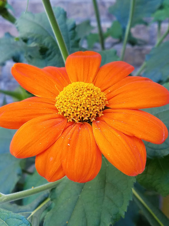 20180911_103702 Mexican sunflower
