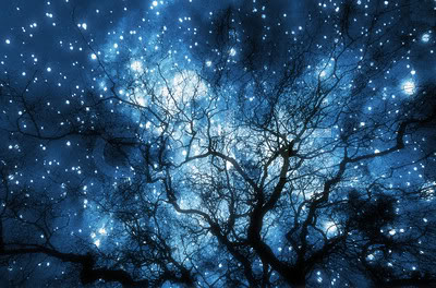 night sky thru trees